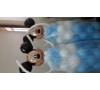 Στολισμοι - ΜΠΑΛΟΝΙ MICKEY Διακοσμητικά μπαλόνια για στολισμό  apack.gr